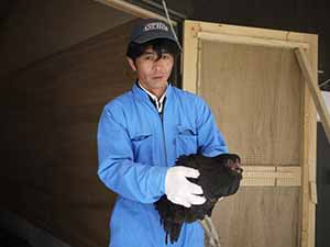 山口県 長州黒かしわイメージ6